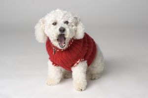 Bichon Frise in red jacket, barking