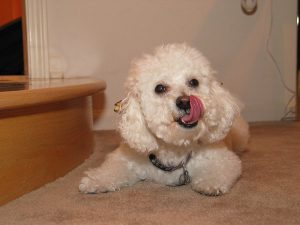Bichon Frise puppy licking her chops.