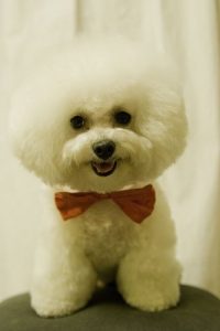 Bichon Frise with show cut