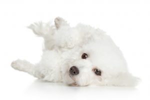 Bichon Frise puppy lying on his back