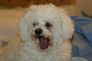This cute little Bichon Frise needs help with his tear stains.