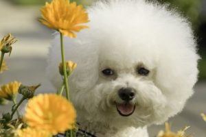 Bichon frises are very sensitive to scents.