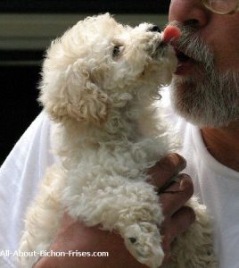 Bichon Frise licking owner during dog teething