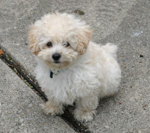 Picking a healthy puppy can help you avoid most common dog health problems.