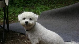 dog age in human years