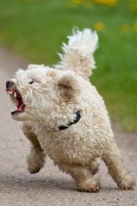 aggressive dog behavior body language