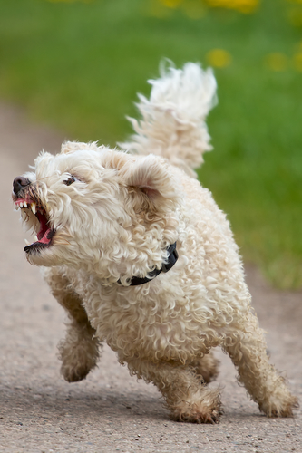 aggressive dog behavior body language