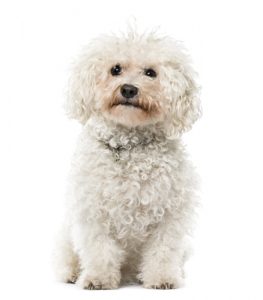 senior bichon frise sitting