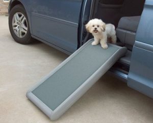 PetSafe Solvit Half Ramp with Bichon Frise dog