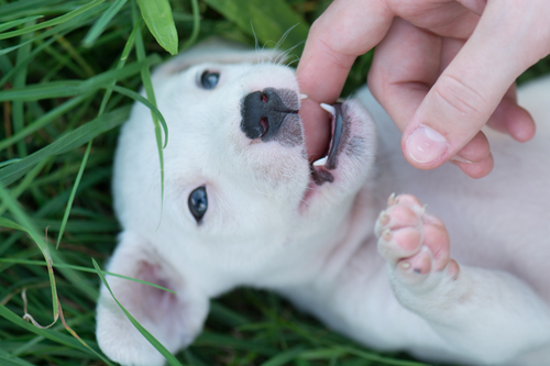 dog teething
