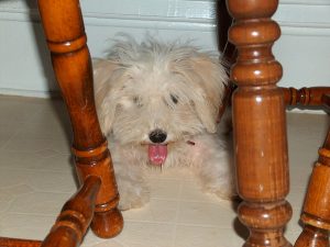 Dog teething puppy next to furniture legs