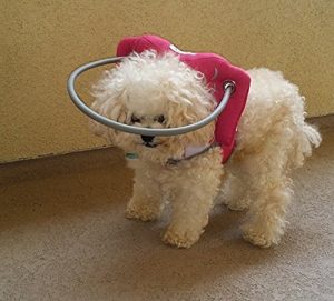 a halo is one of blind dog accessories needed