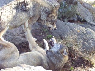 Wolves fighting for position in the pack