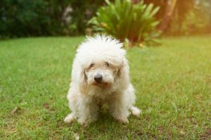 If your dog has a canine urinary tract infection, she will strain when trying to urinate.