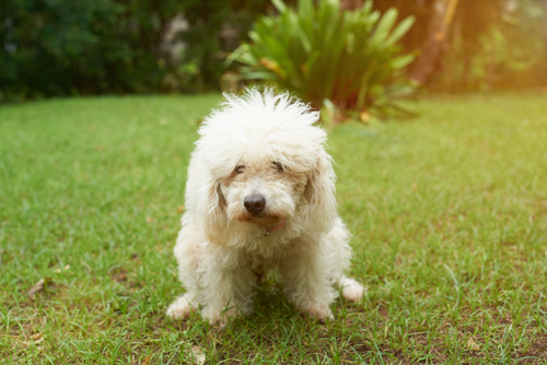 Small white dog straining to poop, suffering from canine constipation.