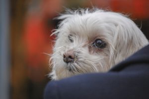 dog cancer treatment