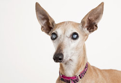 Cataracts in dogs are cloudy to look at, like this Italian Greyhound's