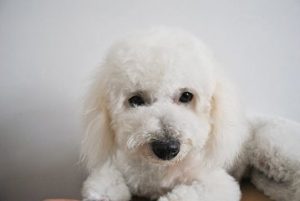 Distemper in dogs often strikes little puppies like this Bichon Frise.