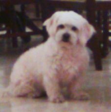 Older Bichon Frises like this one tend to have more canine skin cancer than younger dogs.