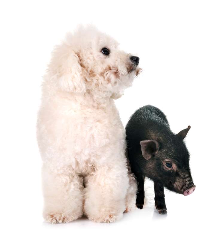 A Bichon Frise with canine hypothyroidism may gain weight like a pig, but will have a poor appetite.