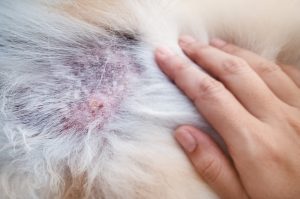 Cushings symptoms shown are hair loss, hyperpigmentation and dermatis.