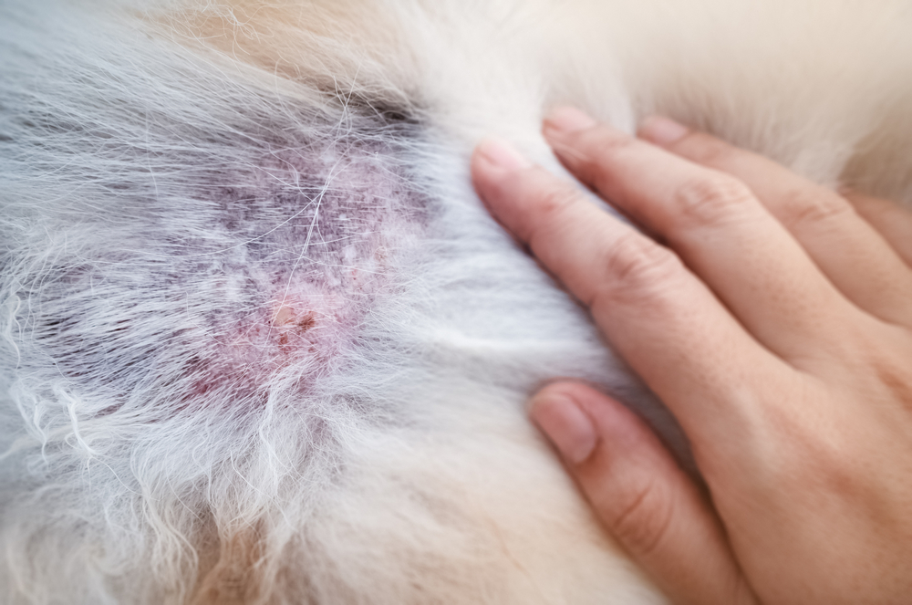 Cushings symptoms shown are hair loss, hyperpigmentation and dermatis.