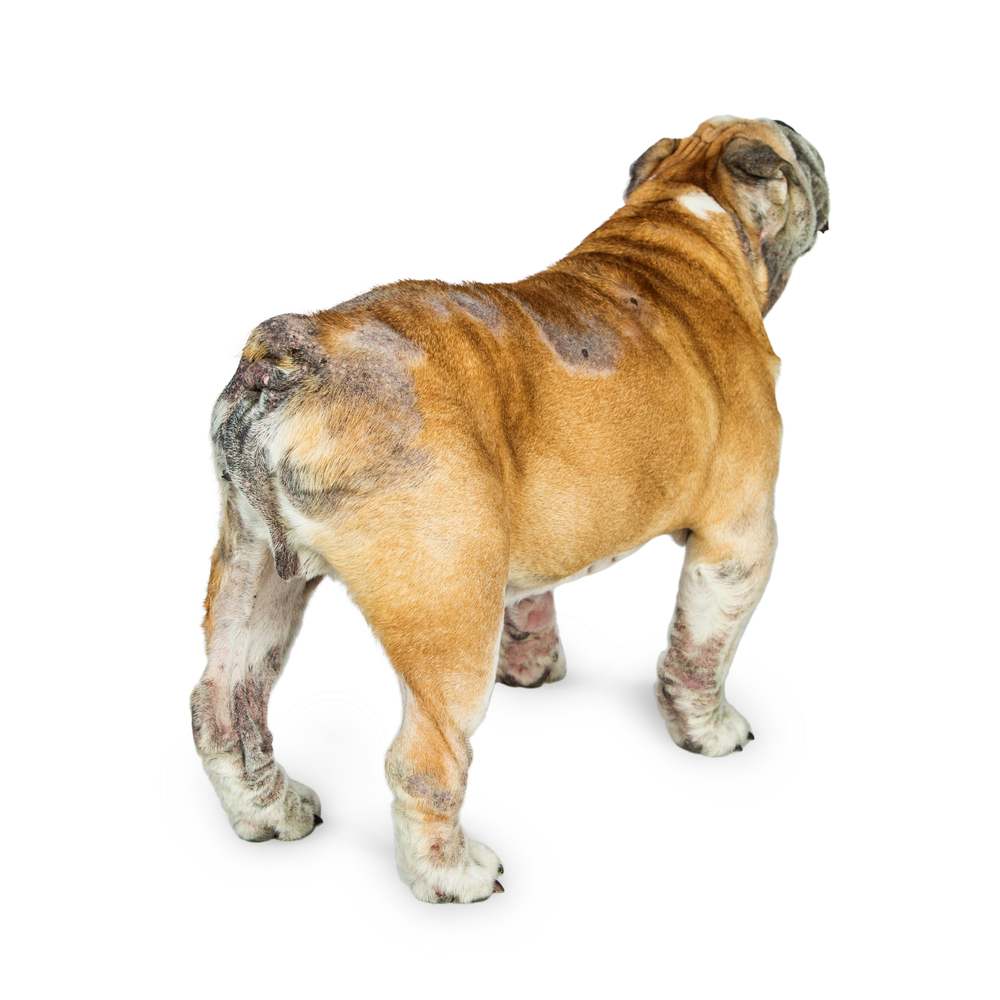 Need to treat Cushings of this English Bulldog