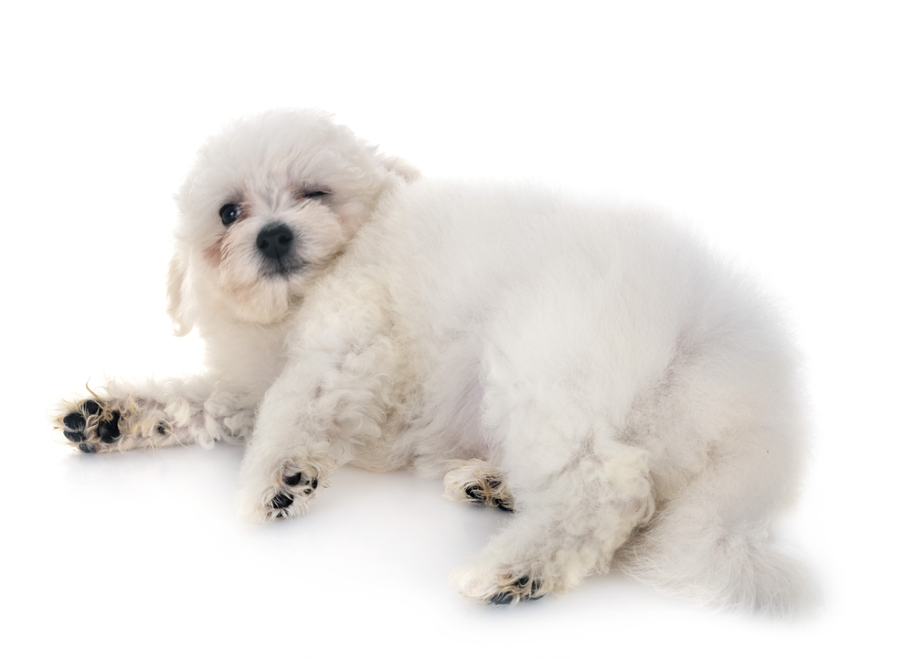 Natural treatment for Cushings could help this overweight Bichon Frise.