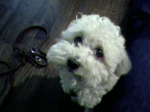 Bichon Frise puppy looking expectantly for his next meal