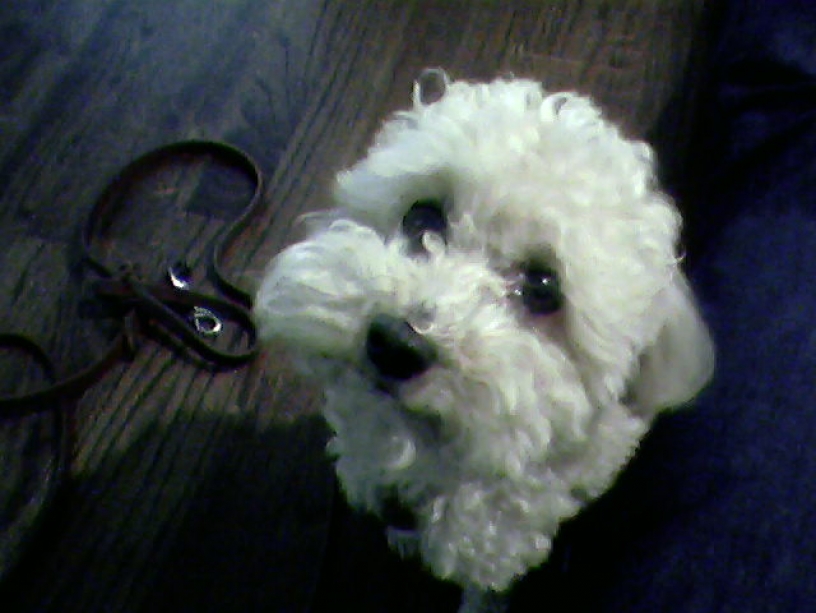 Bichon Frise puppy looking expectantly for his next meal