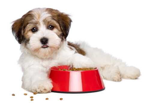 bichon puppy with bowl of food