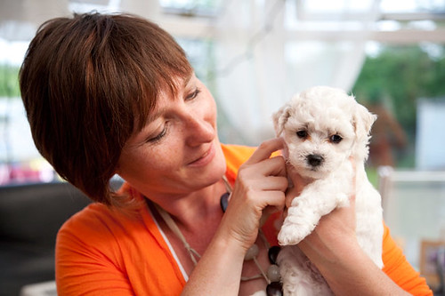 woman holding 8 week old Bichon Frise