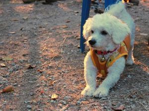 Bichon Frise in playful pose