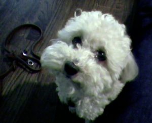 Bichon Frise puppy telling you its time to eat