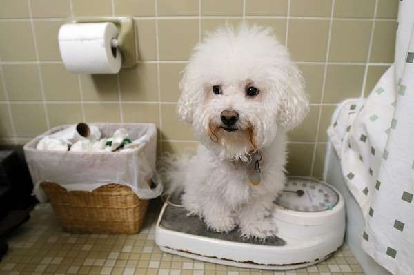 Bichon Frise puppy being weighed on a scale