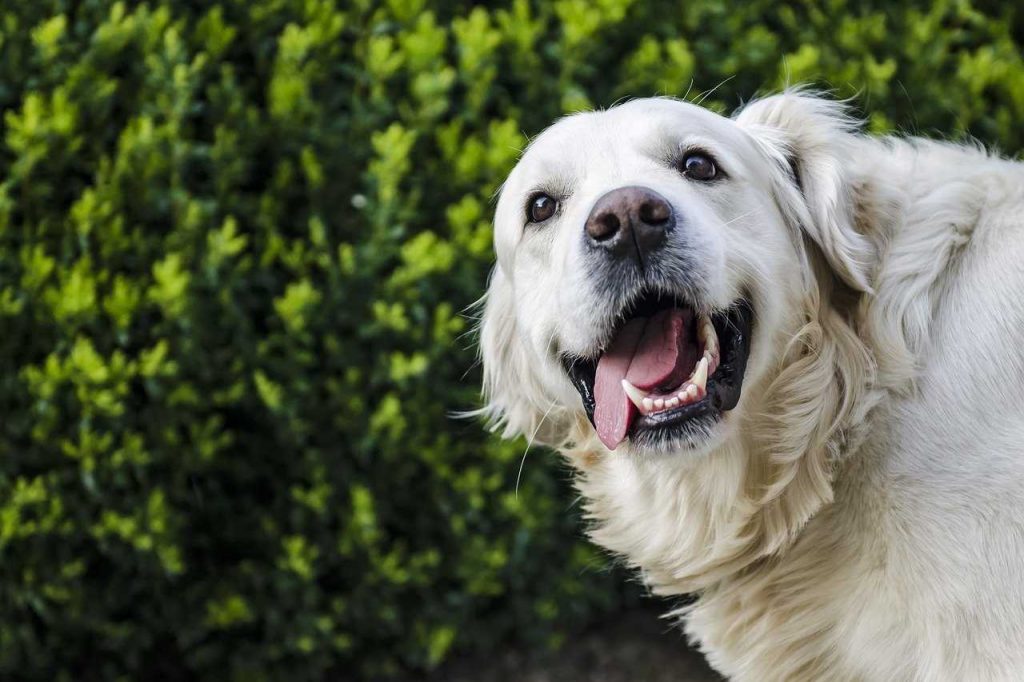 Golden retriever with healthy teeth and normal gums
