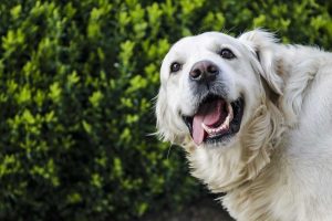 Golden retriever with healthy teeth and normal gums