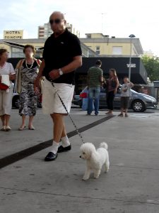 One reason why dogs bite is that they are not socialized