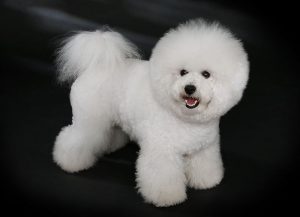 Bichon Frise formal hair cut