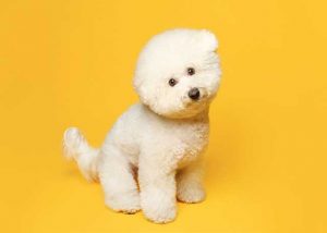 Bichon Frise dog breed