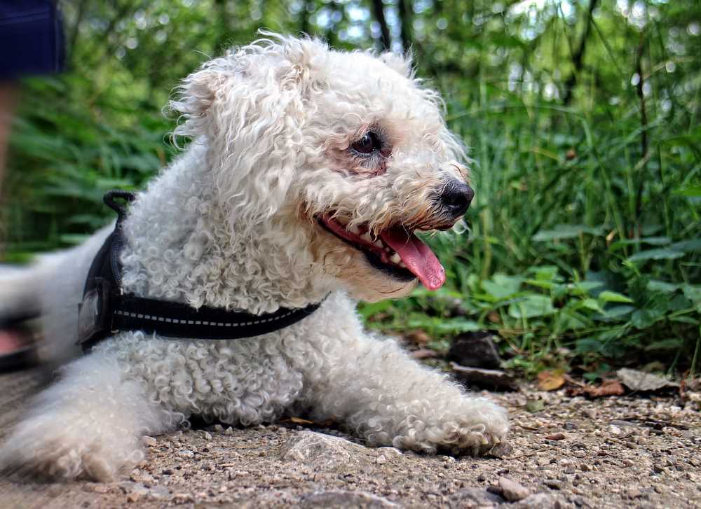 Bichon Frise lying down and panting because of hot weather