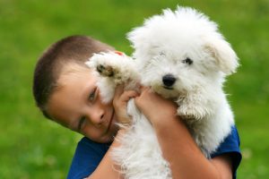 Little boy with cute bichon frise puppy